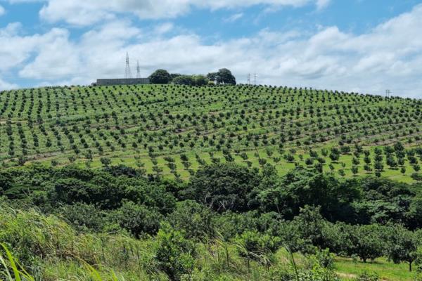 Land Investment Company